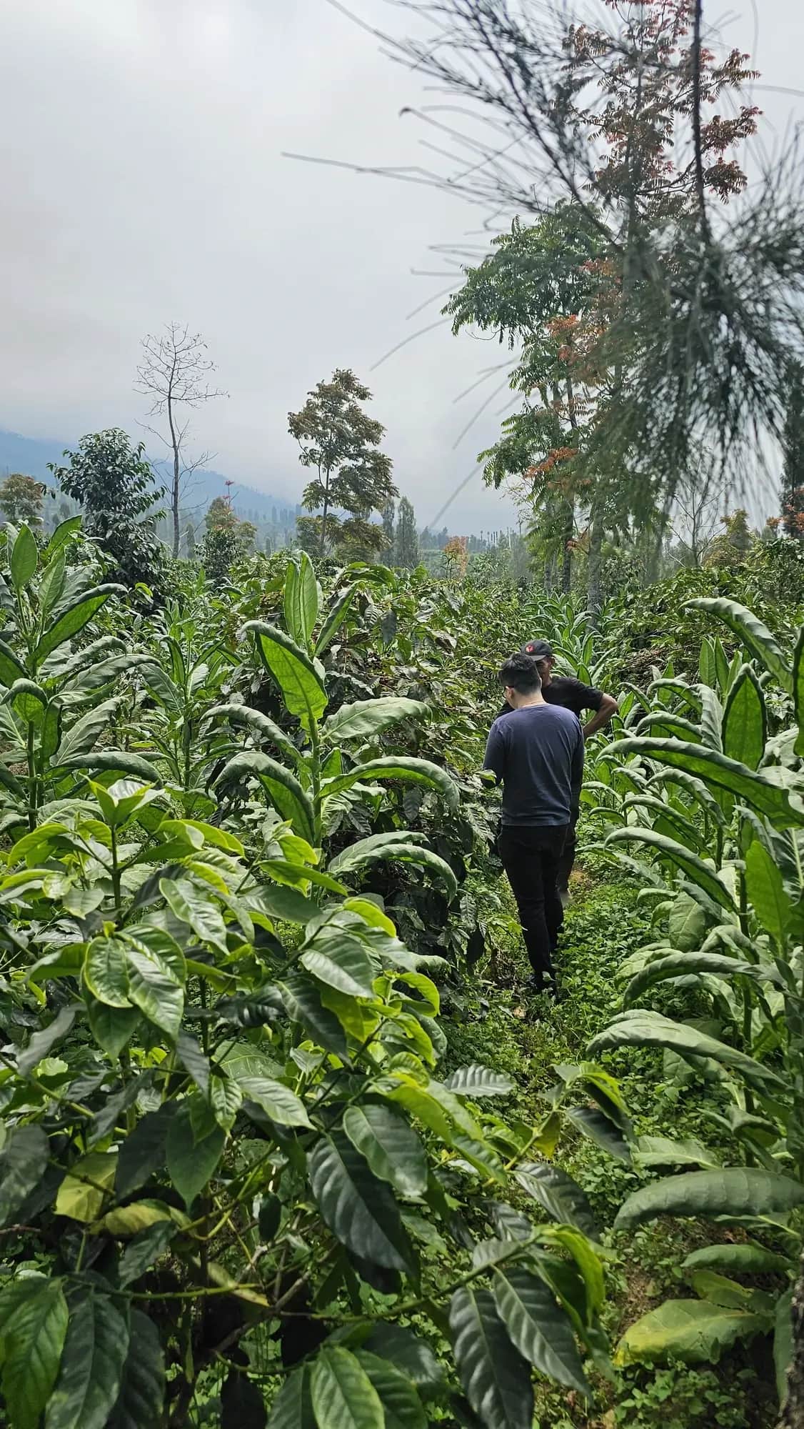 Arabica Coffee Farm