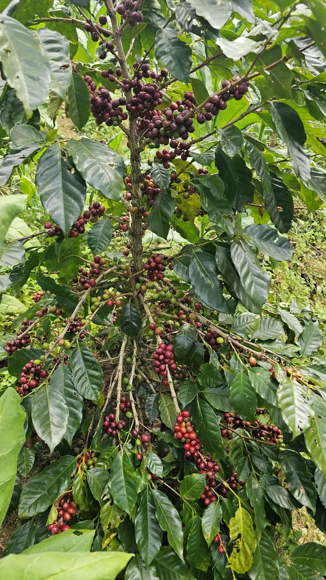 Arabica Coffee Tree