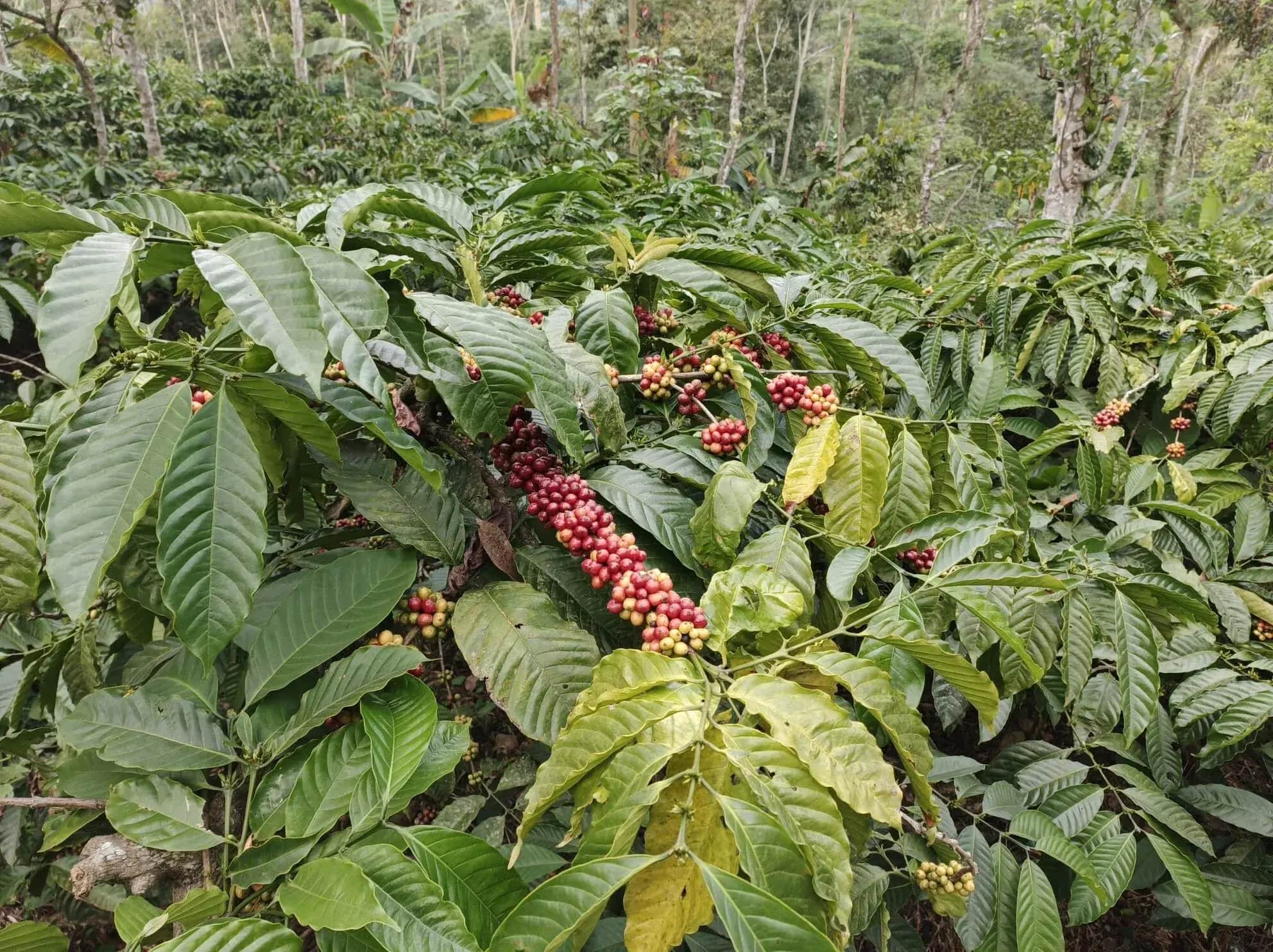 Robusta Coffee Tree