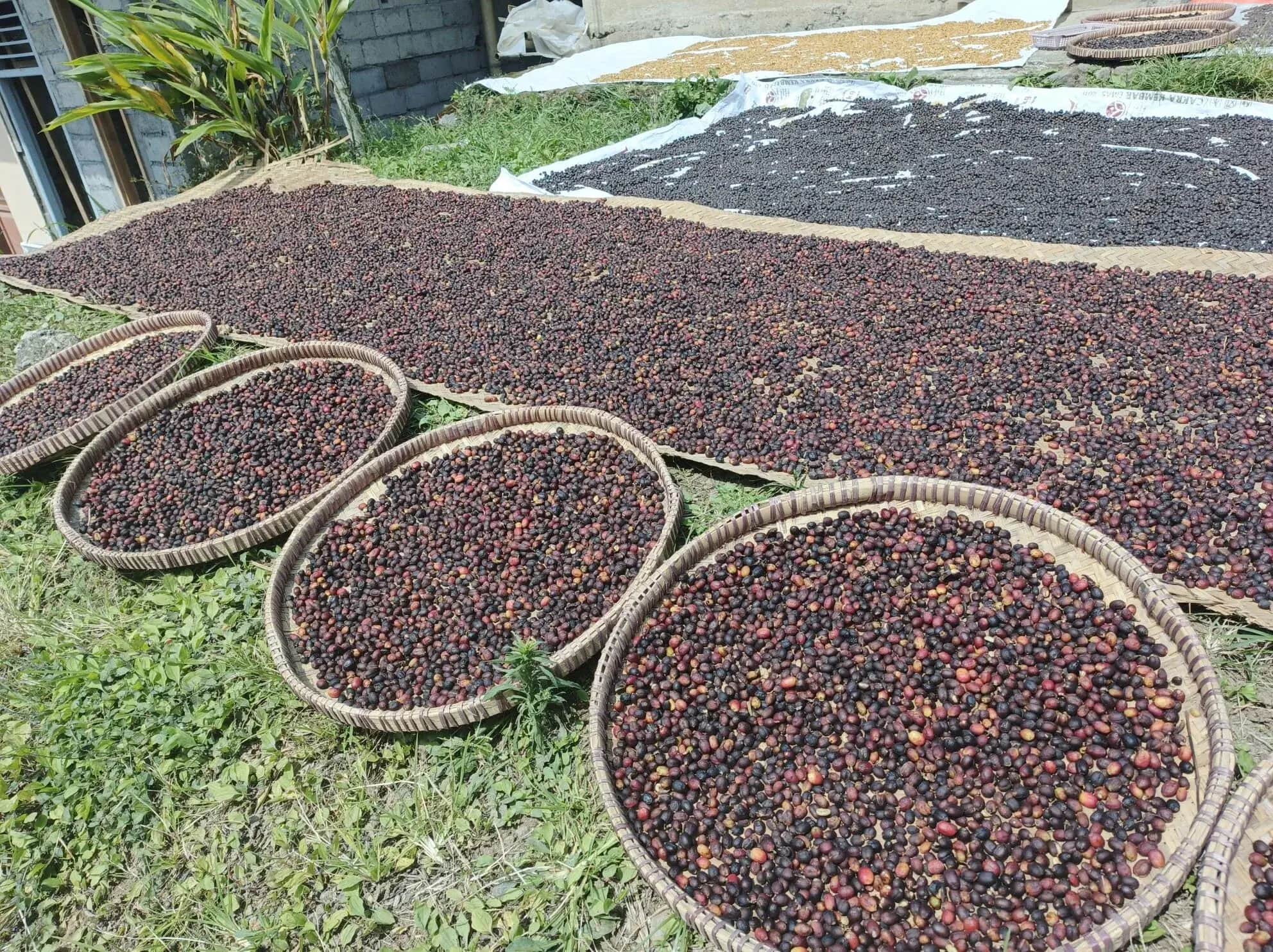 Coffee Sun Drying