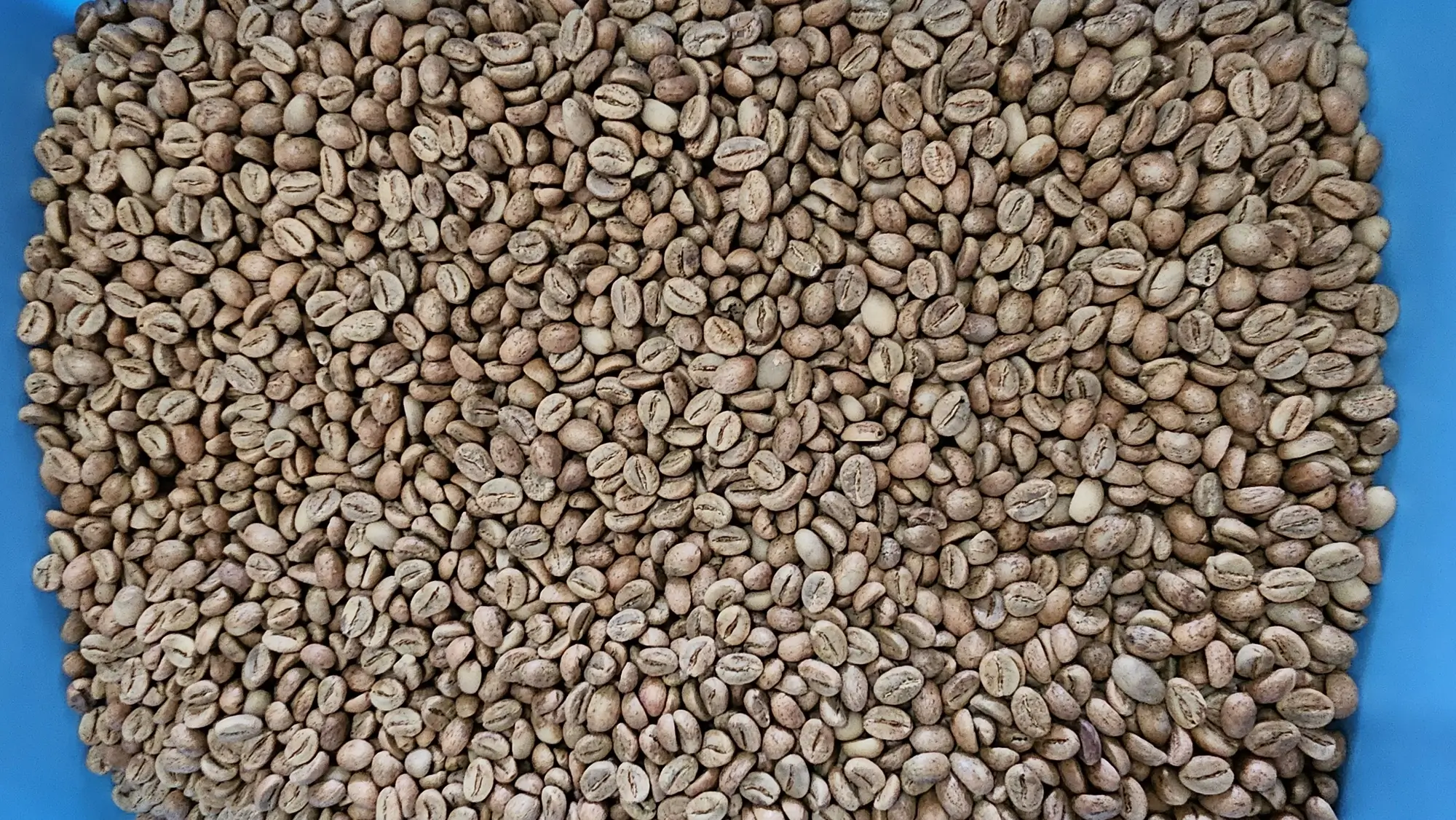 Robusta - Robusta Grade 1 Java Temanggung